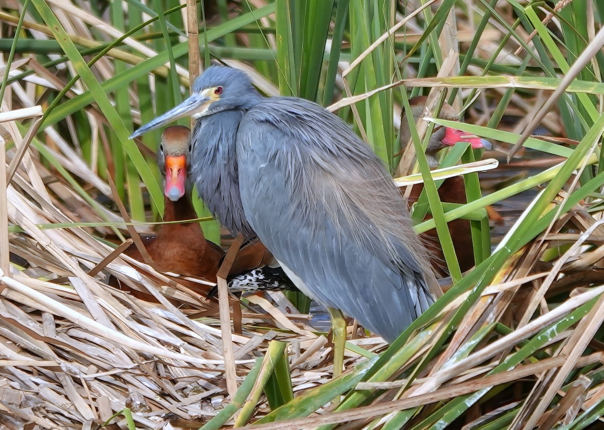 Little Blue Heron - ML615023713