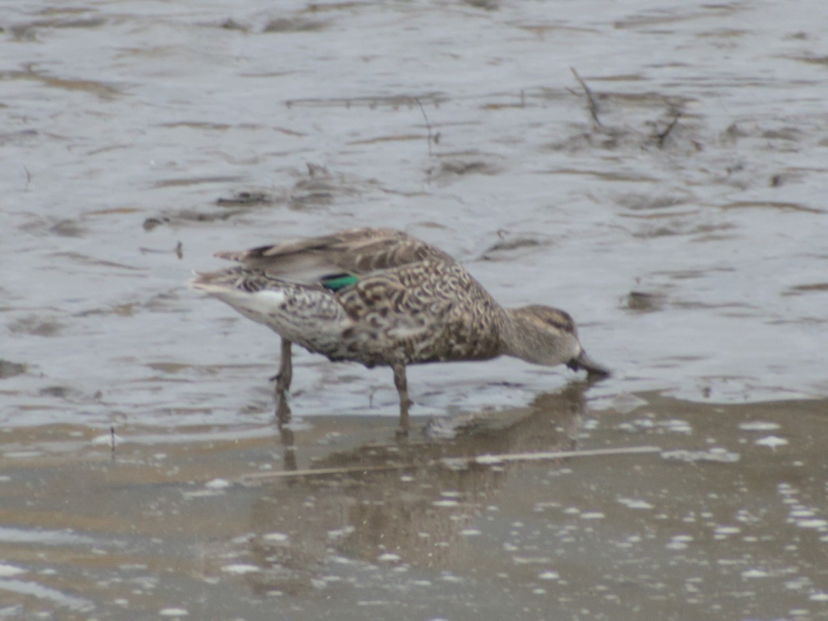 Green-winged Teal - ML615023717