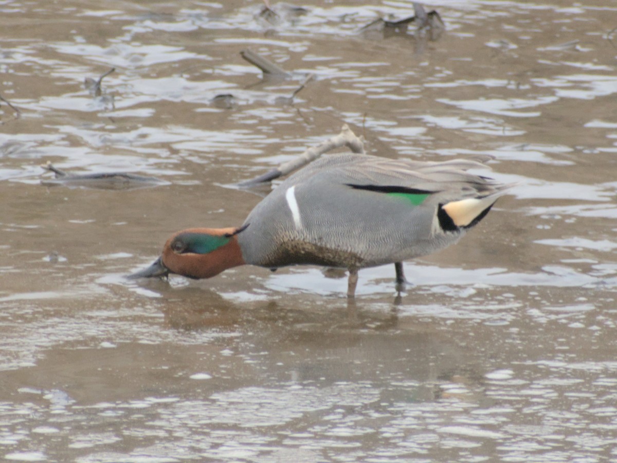 Green-winged Teal - ML615023718