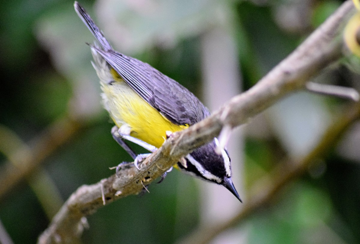 Bananaquit - ML615023719