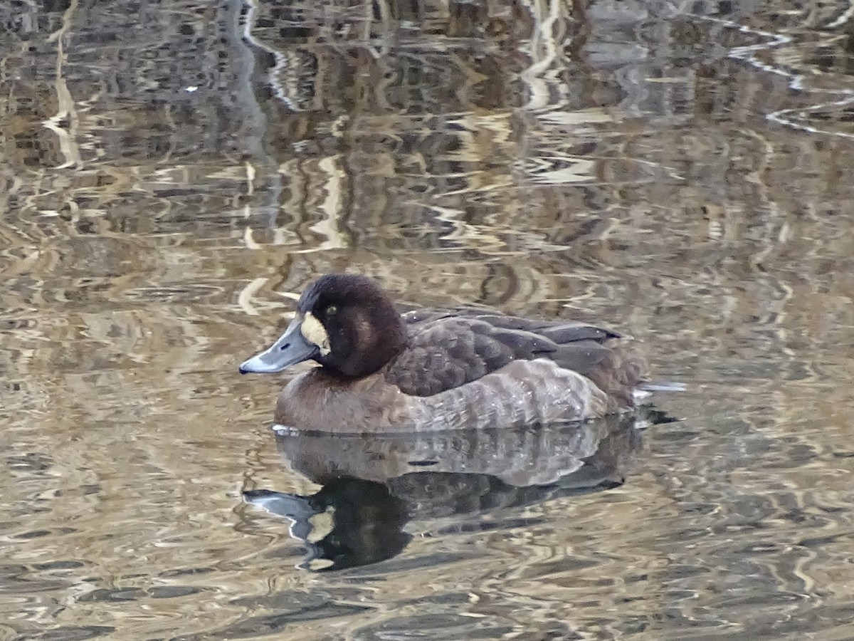 Greater Scaup - ML615023740