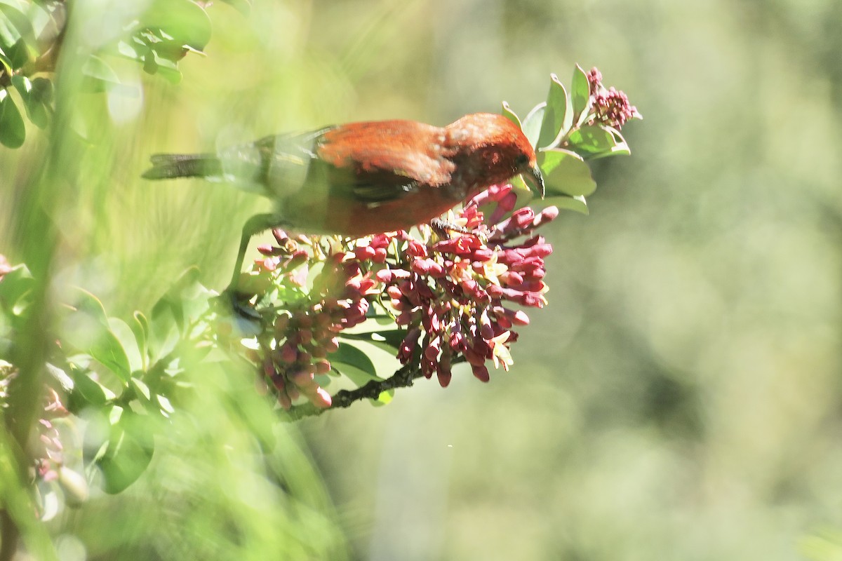 Apapanekleidervogel - ML615023919