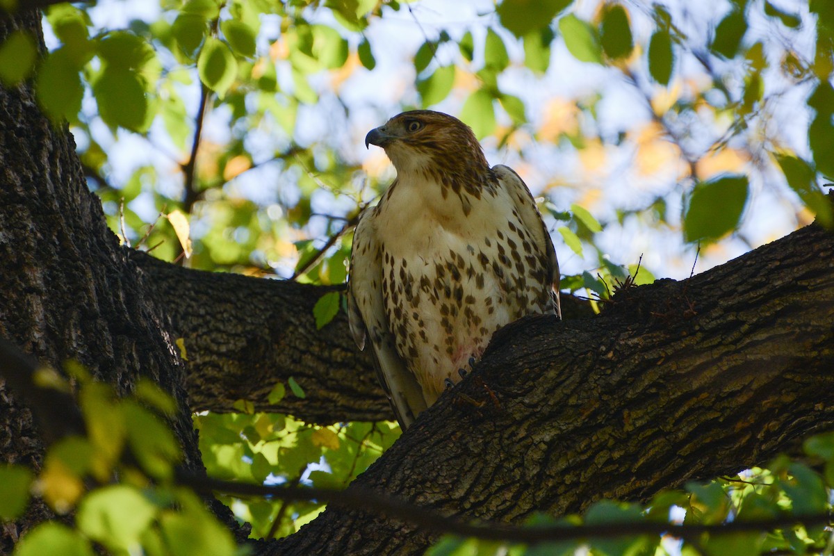 Red-tailed Hawk - ML615023920