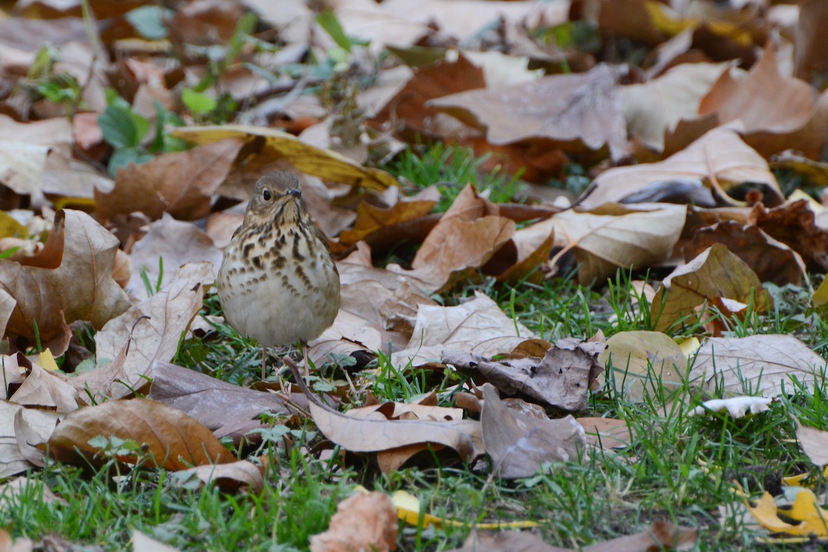 Hermit Thrush - ML615023933