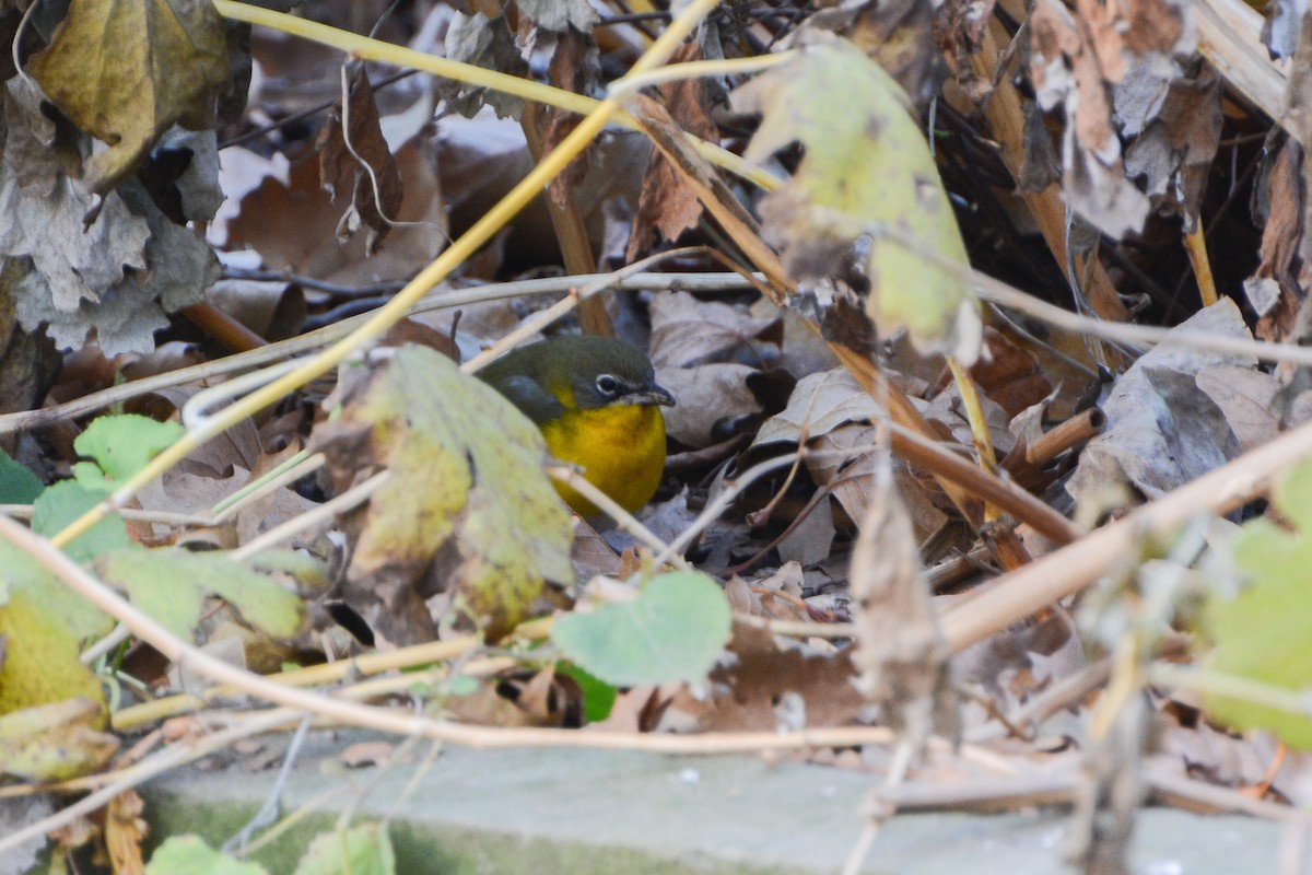 Yellow-breasted Chat - ML615023950