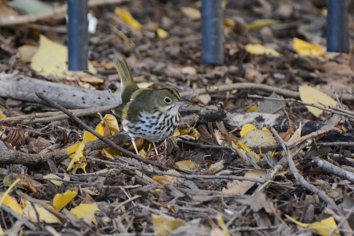 Ovenbird - ML615023975