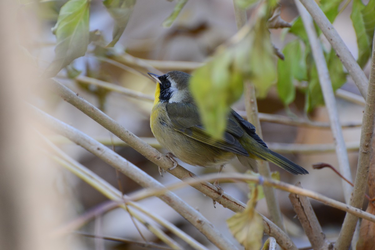 Common Yellowthroat - ML615024004