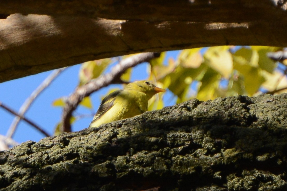 Western Tanager - ML615024049