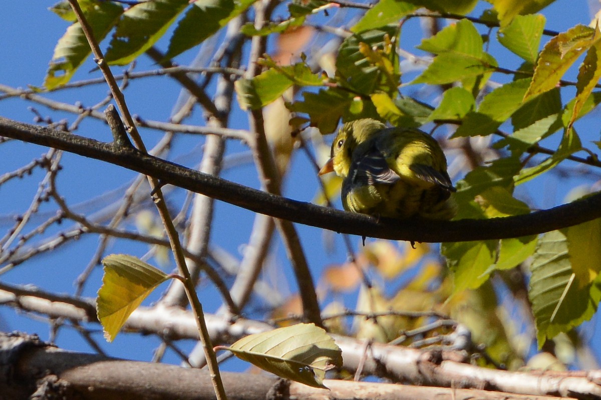 Western Tanager - ML615024050