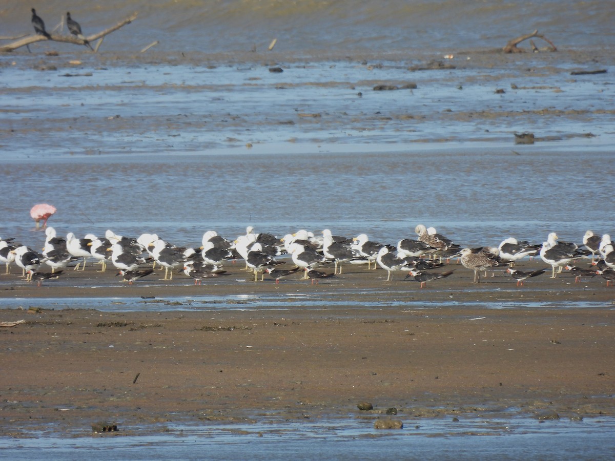 Kelp Gull - ML615024079