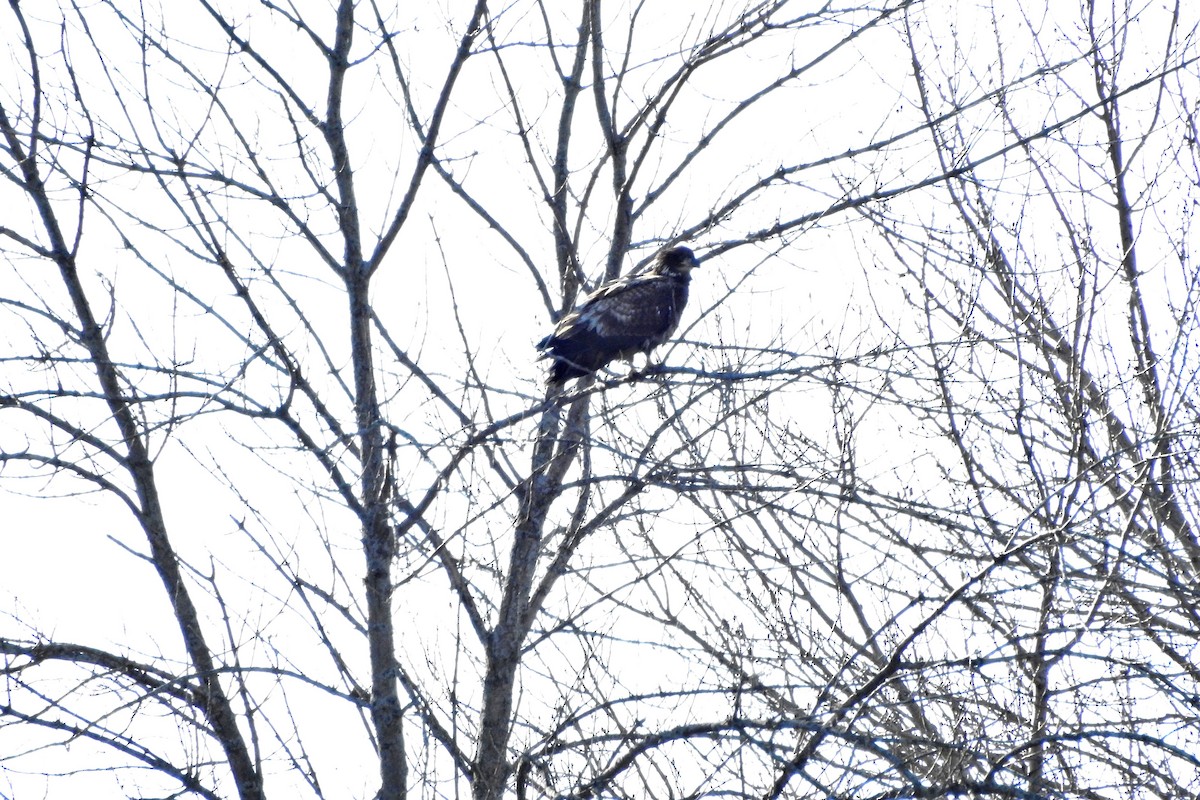 Bald Eagle - ML615024119