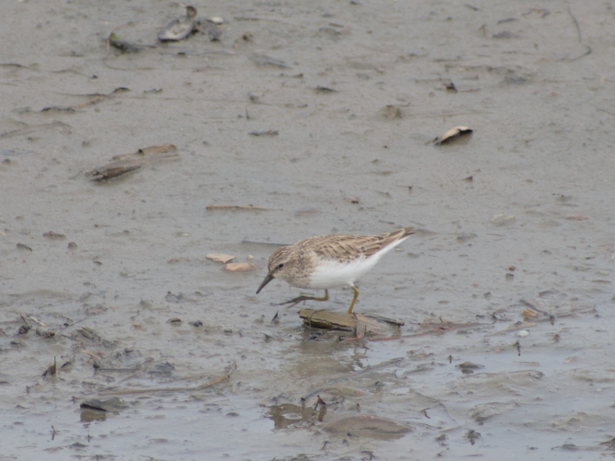 Least Sandpiper - ML615024168