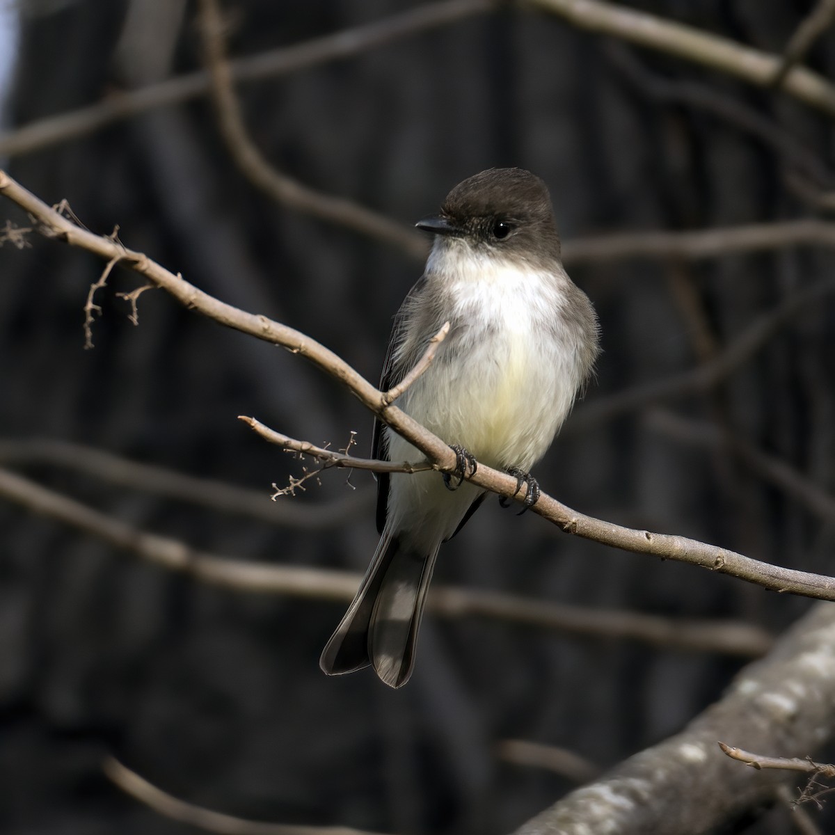 Eastern Phoebe - jerry amerson