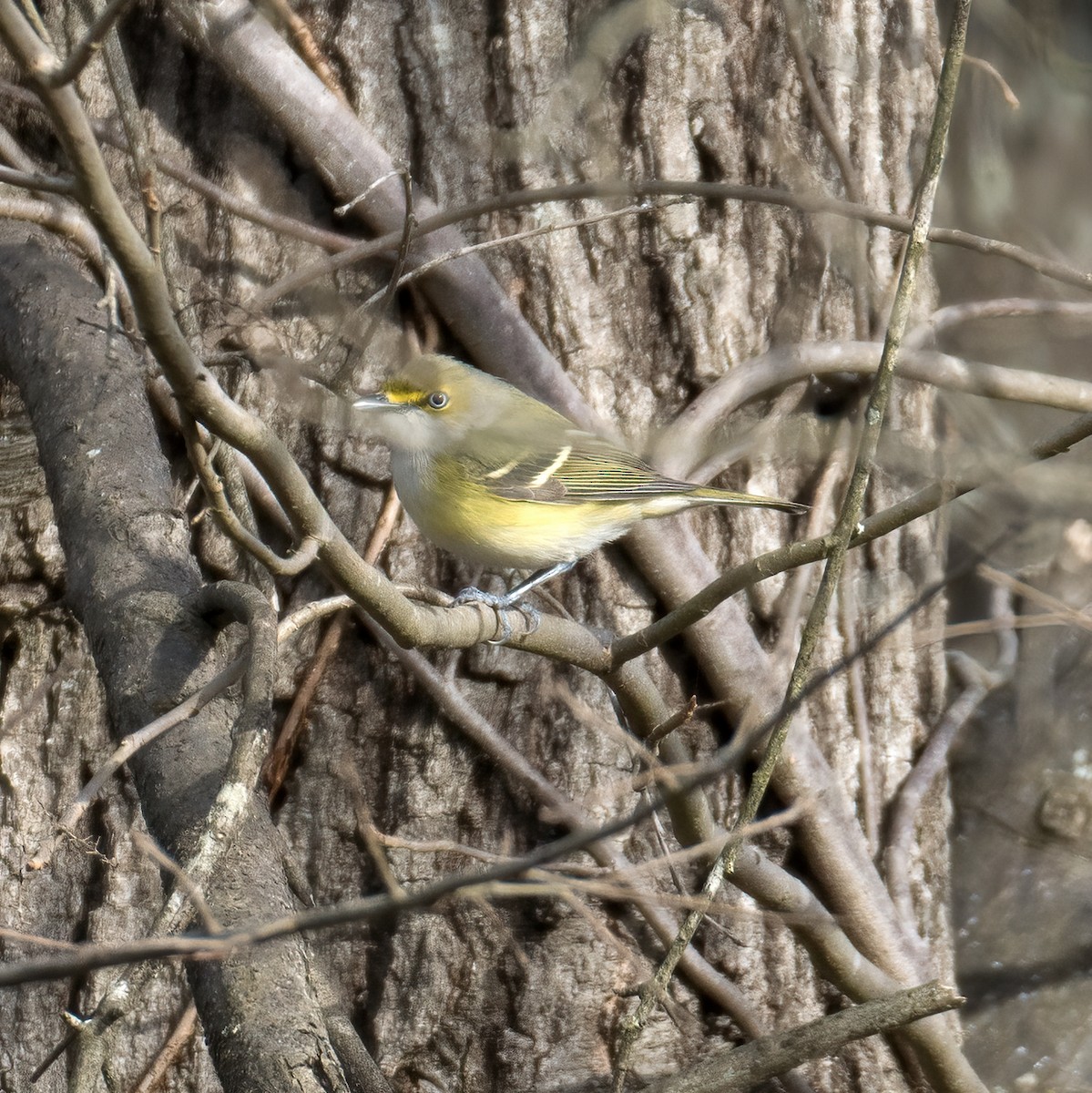 White-eyed Vireo - jerry amerson