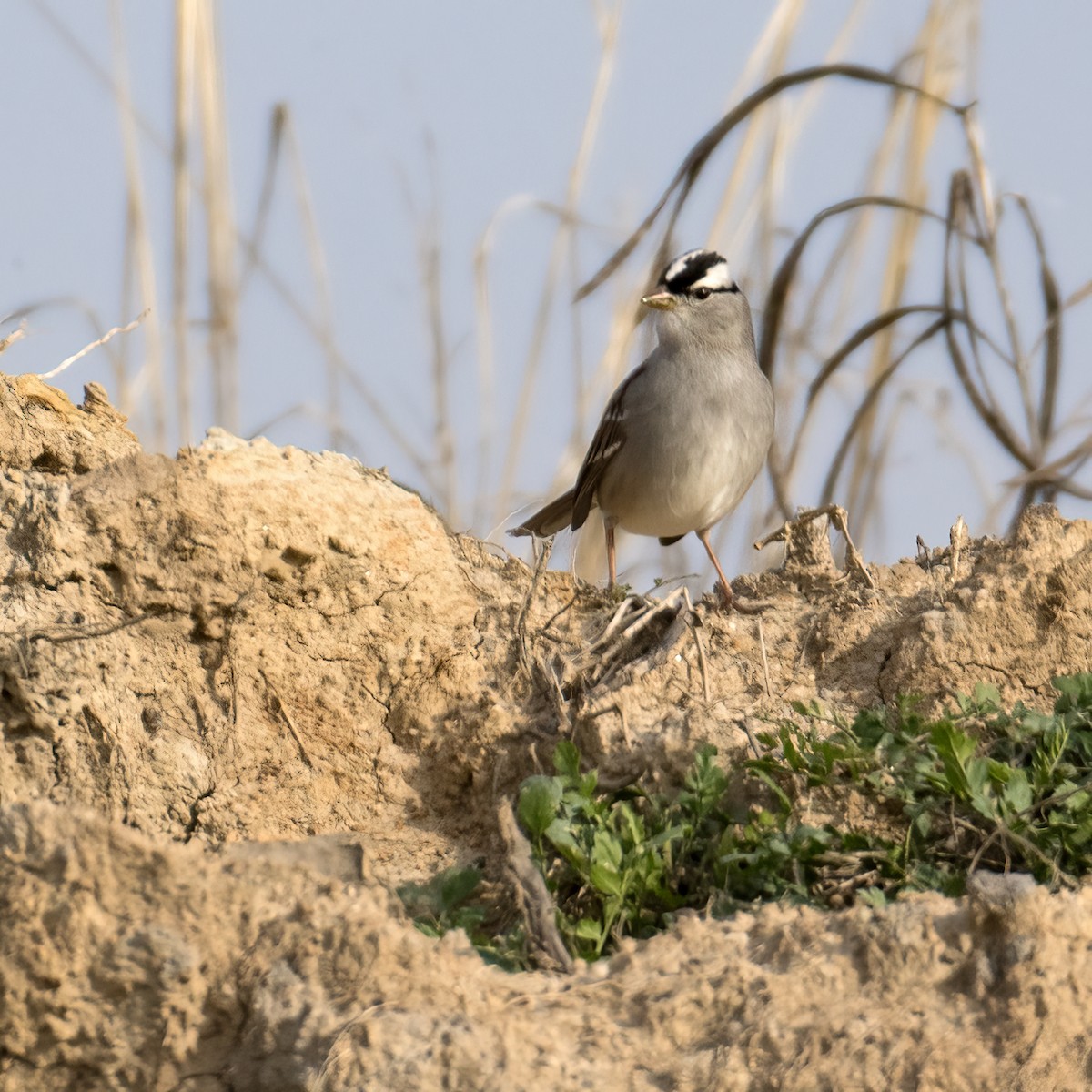 White-crowned Sparrow - jerry amerson