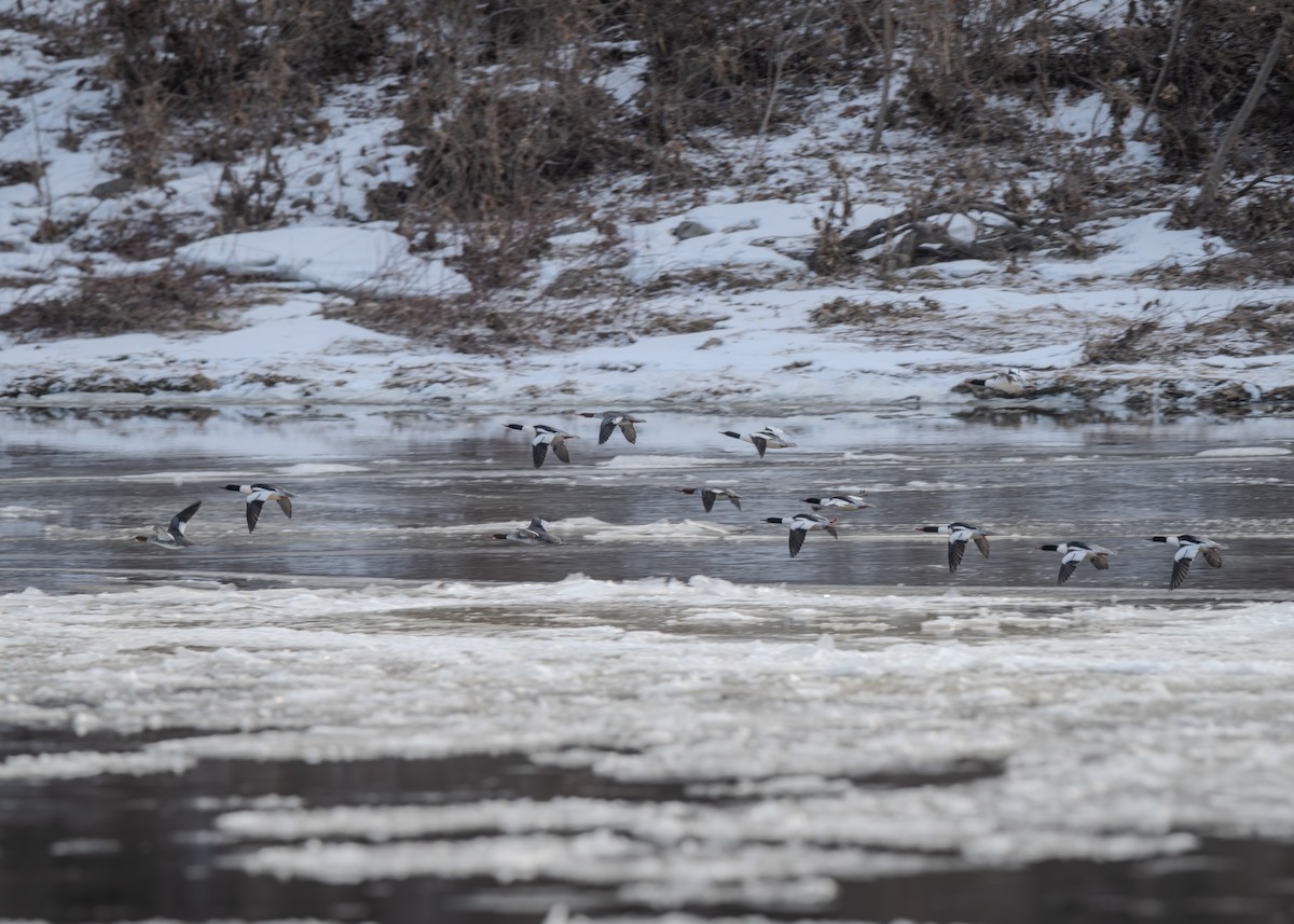 Common Merganser - ML615024235