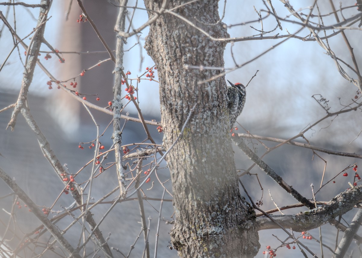 Yellow-bellied Sapsucker - ML615024249