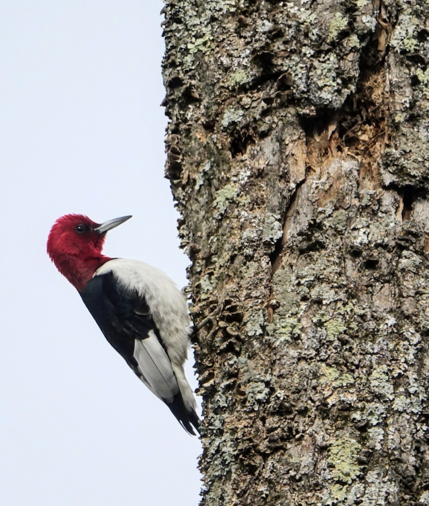 Red-headed Woodpecker - ML615024258