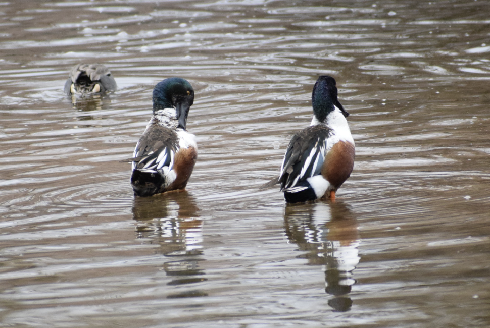 Northern Shoveler - ML615024265