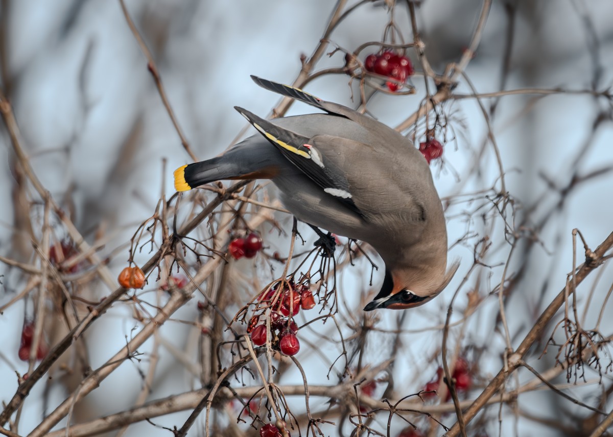 Bohemian Waxwing - ML615024287