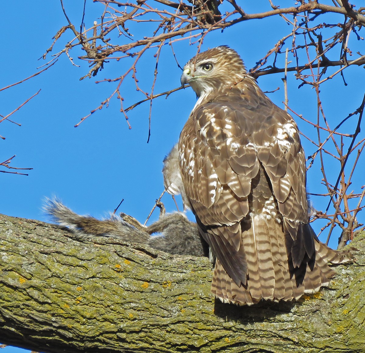 Red-tailed Hawk - ML615024323