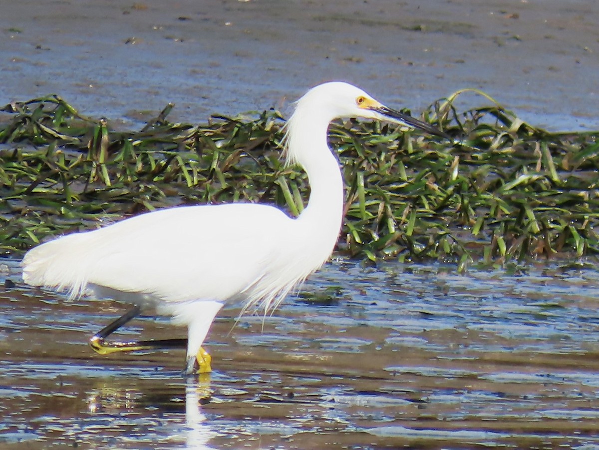 Snowy Egret - ML615024372