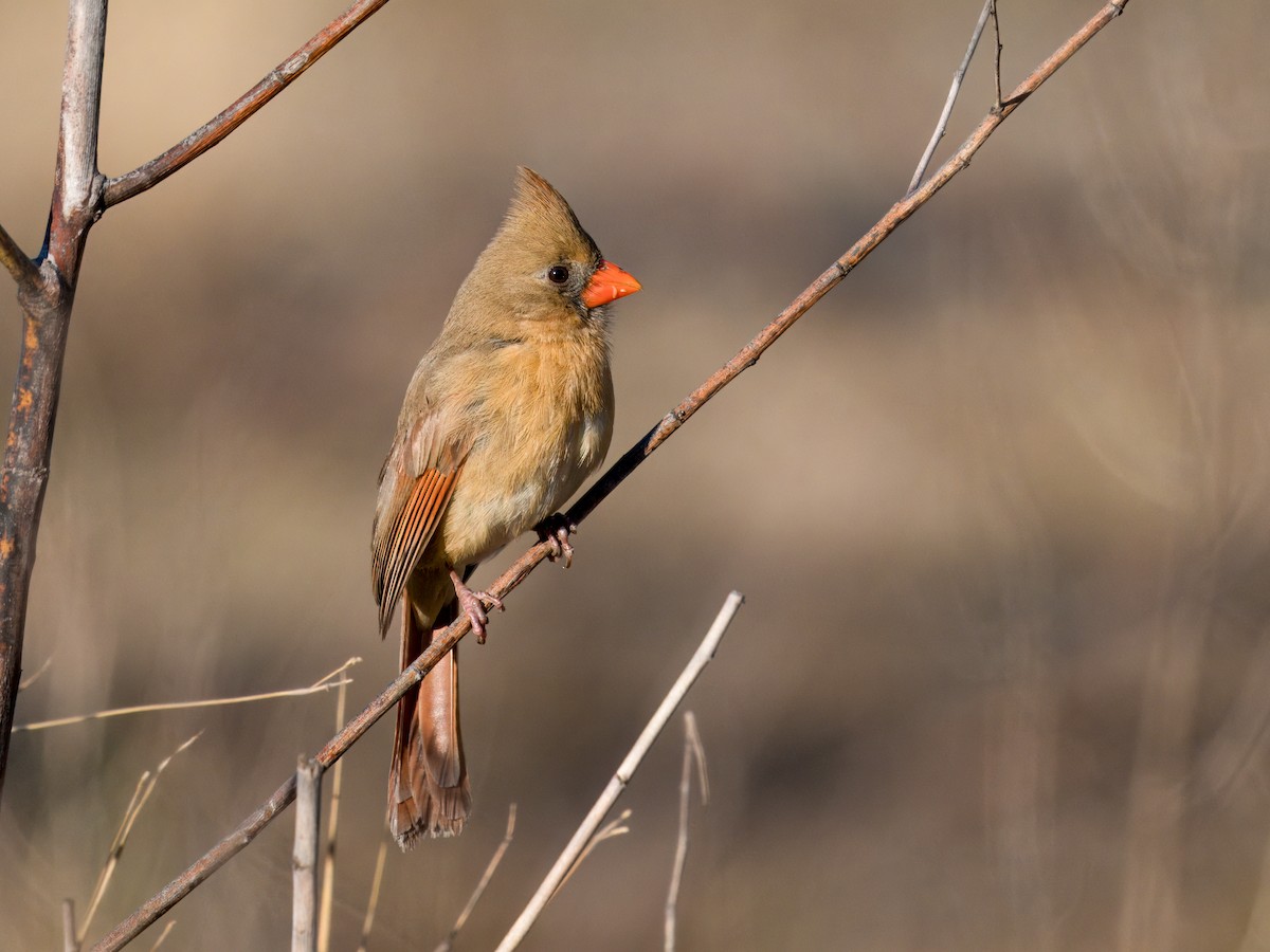 Northern Cardinal - Cin-Ty Lee