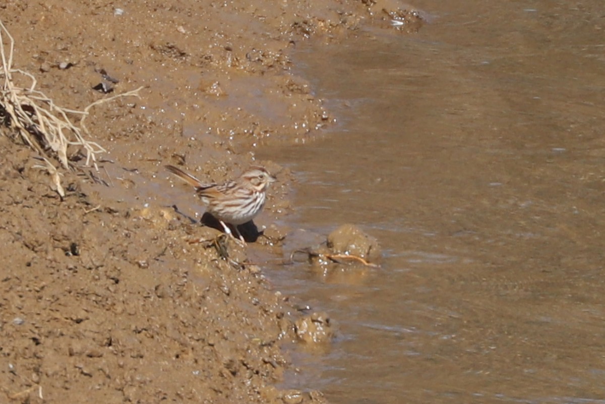 Song Sparrow - ML615024523