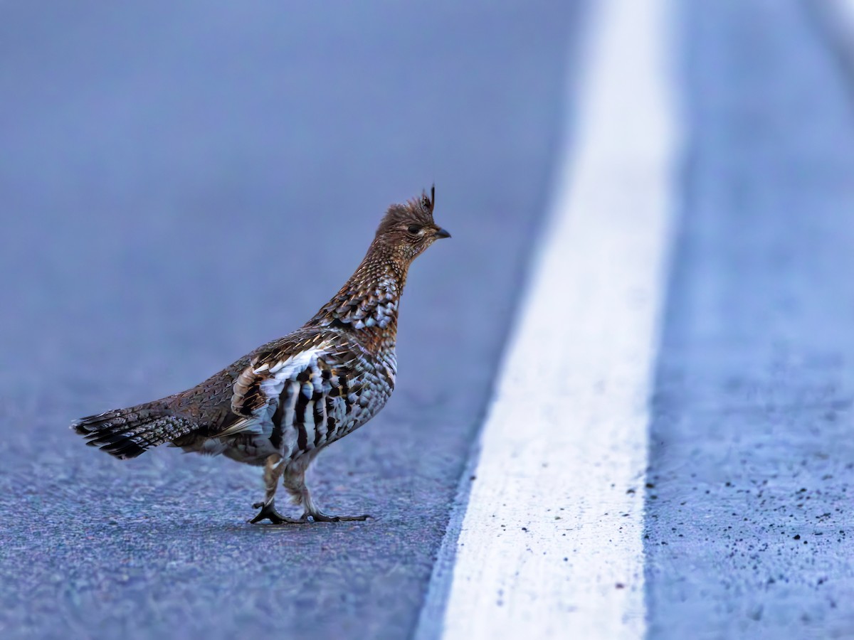 Ruffed Grouse - Ian Sarmiento