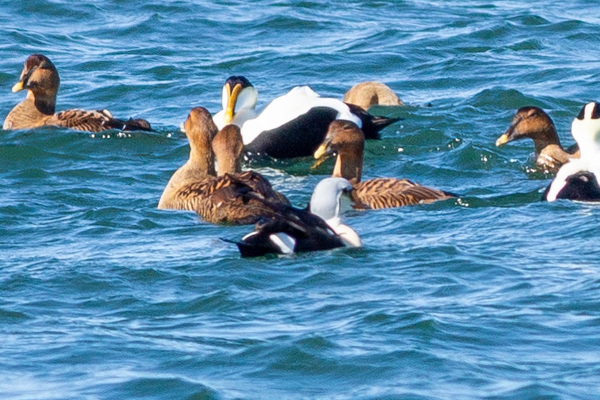 King Eider - ML615024706