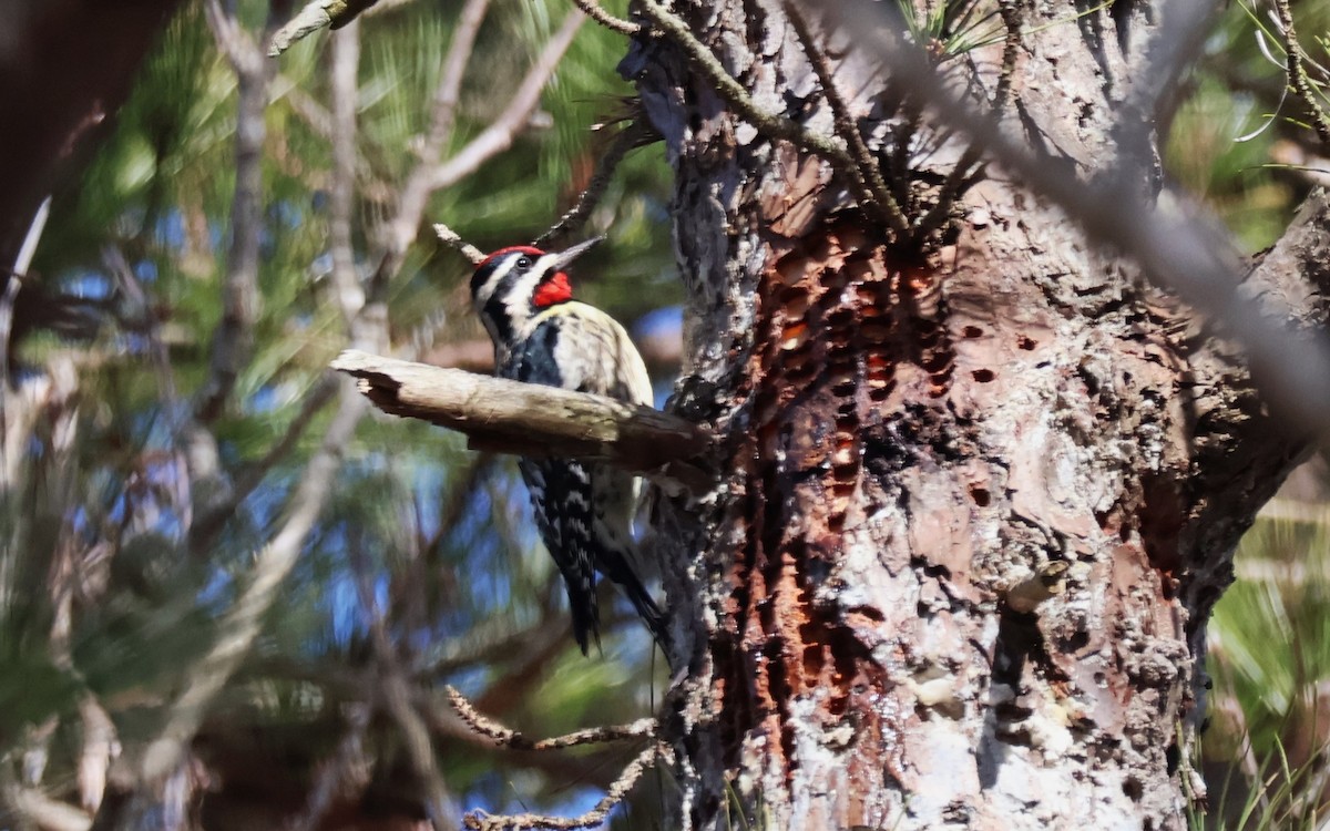 Yellow-bellied Sapsucker - ML615024757
