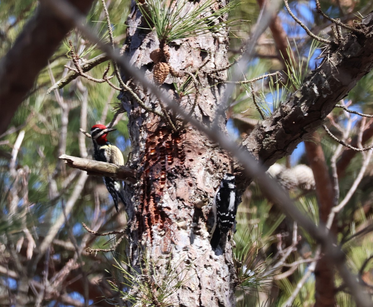 Yellow-bellied Sapsucker - ML615024758