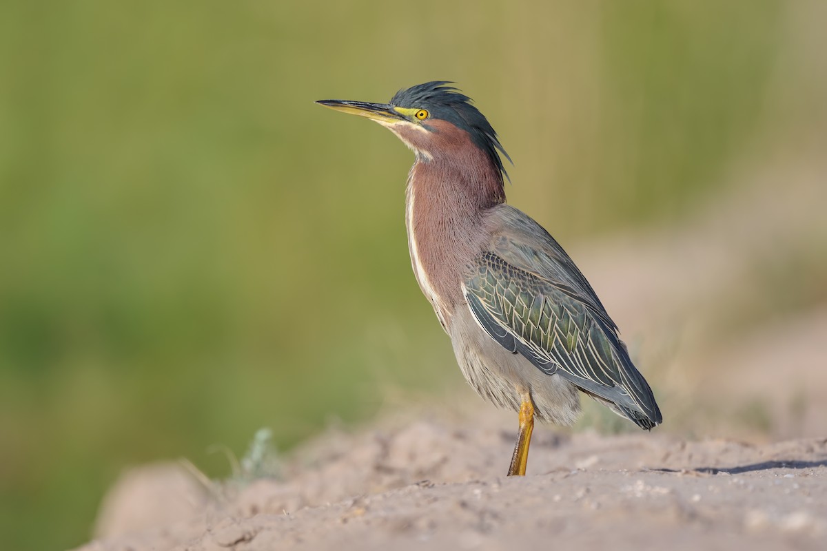 Green Heron - ML615024940