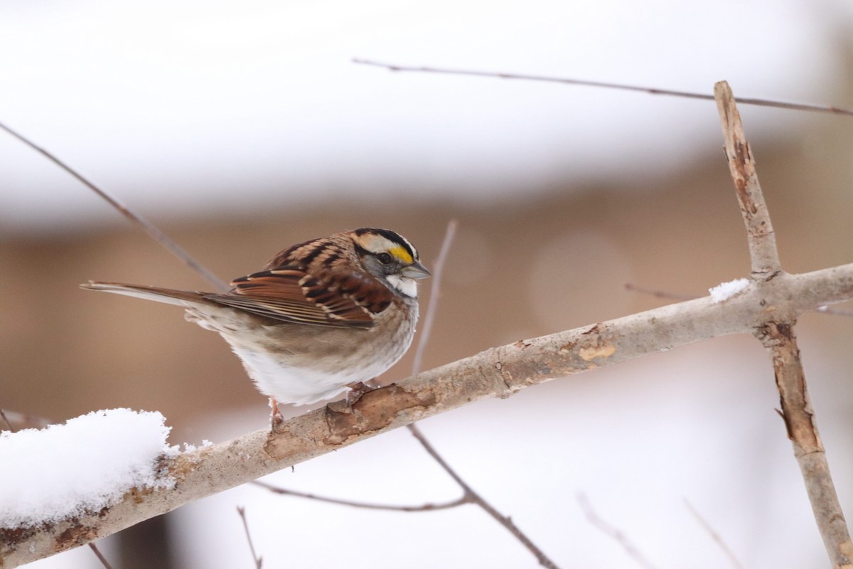 White-throated Sparrow - ML615025089