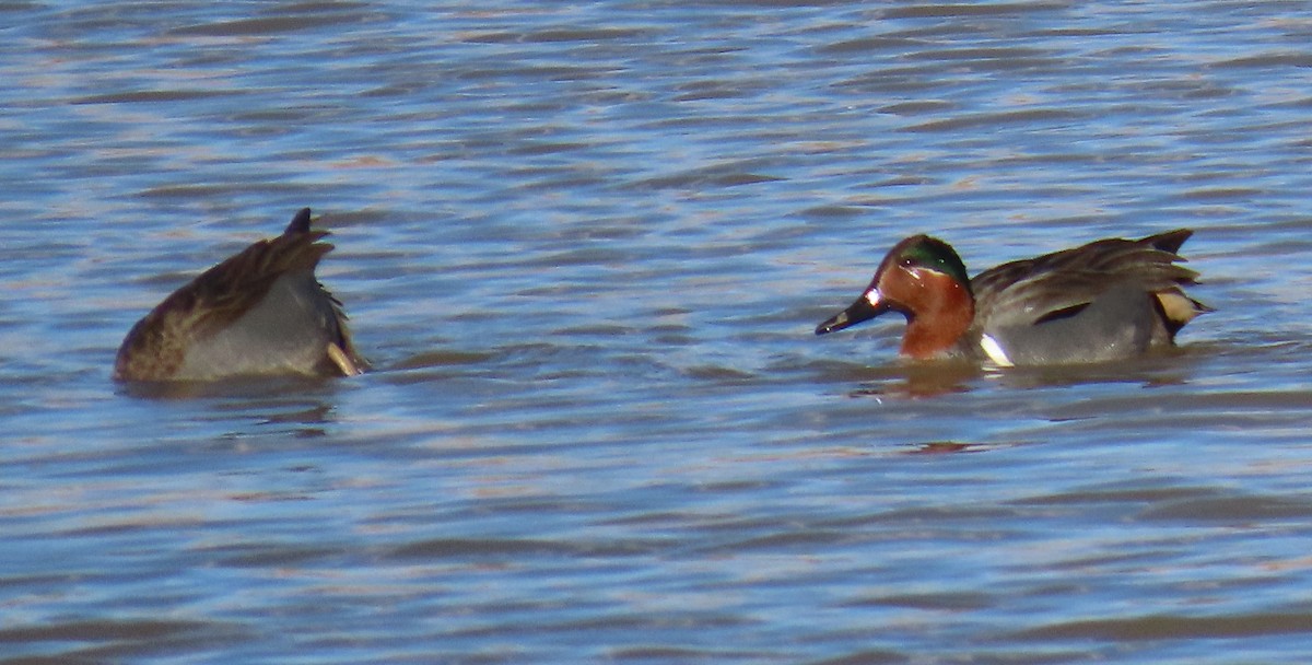 Green-winged Teal - ML615025128