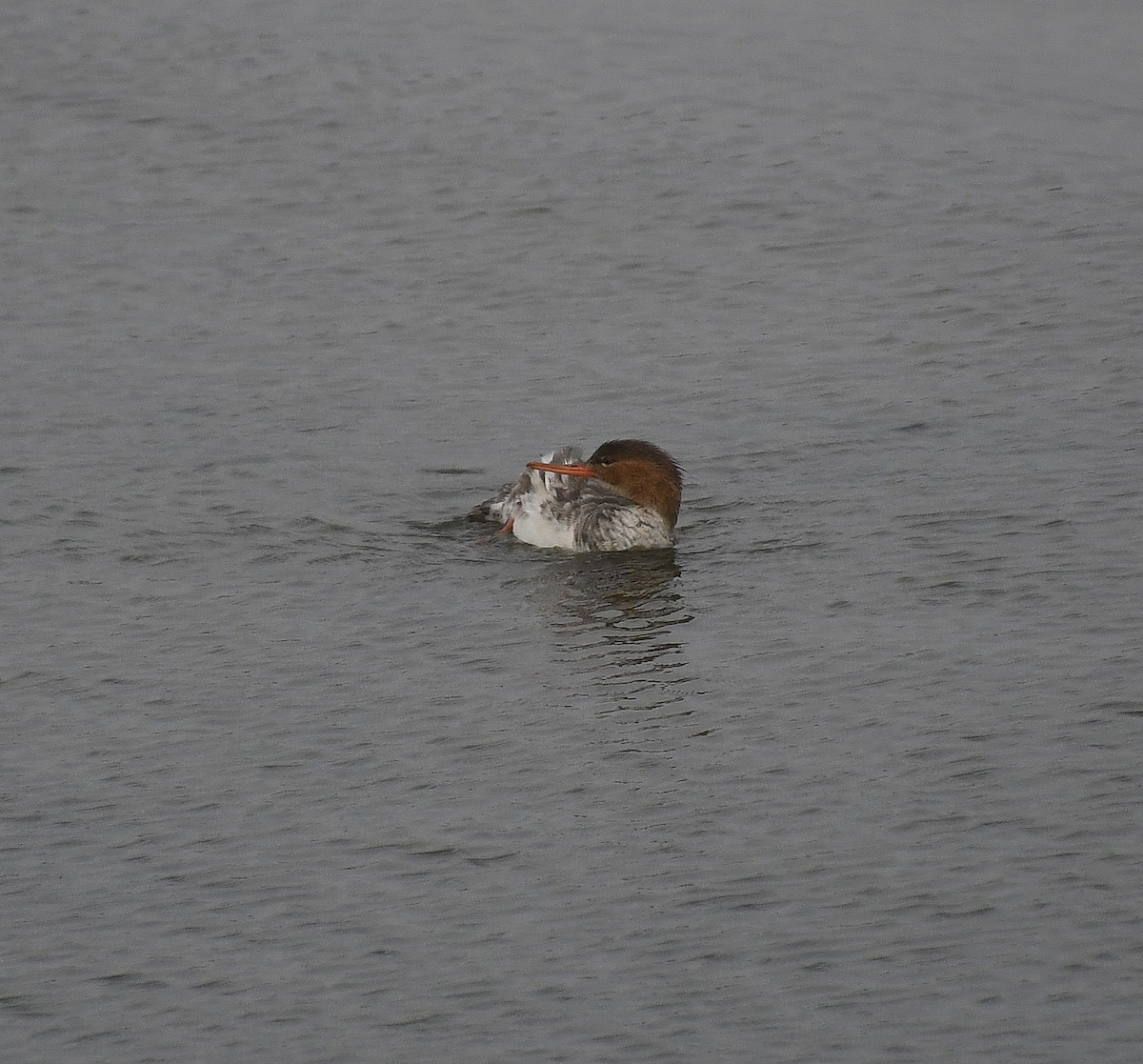 Red-breasted Merganser - ML615025134