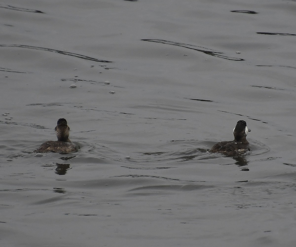 Ruddy Duck - ML615025136