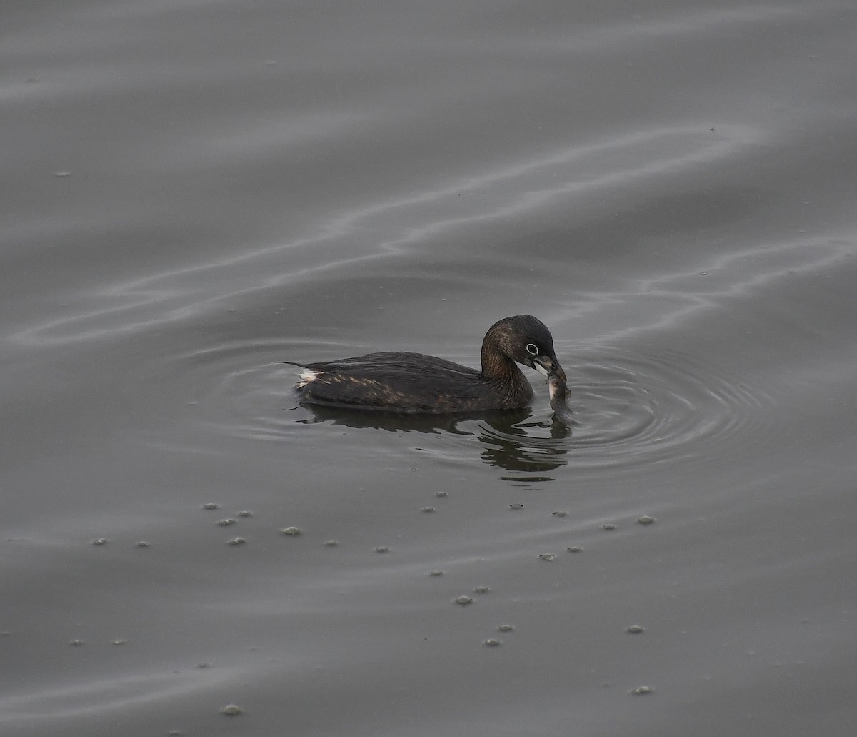 Pied-billed Grebe - ML615025138