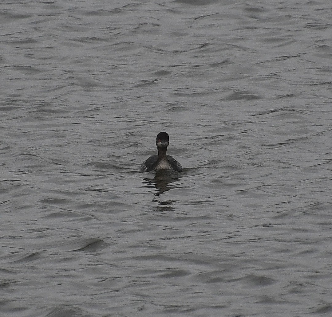 Eared Grebe - Matthew Curtis