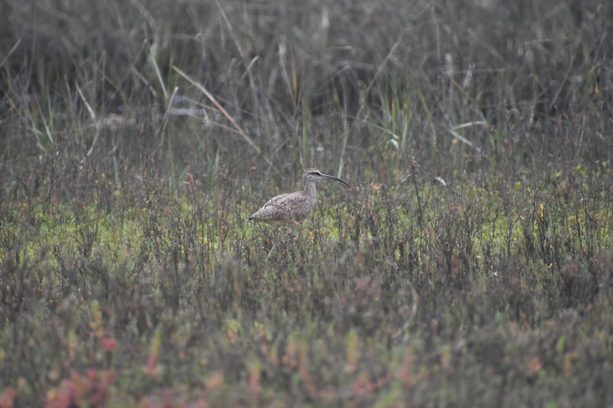 Whimbrel - Matthew Curtis