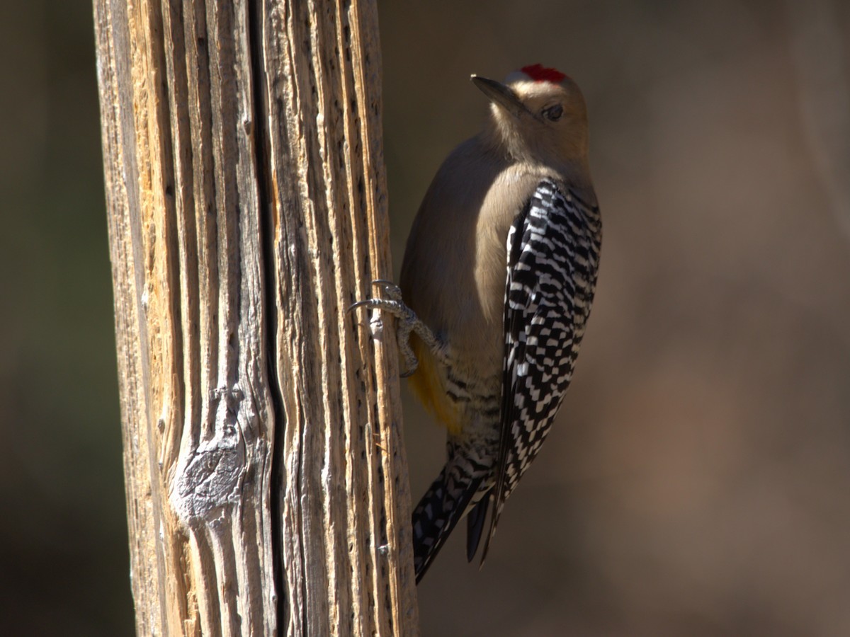 Gila Woodpecker - ML615025163