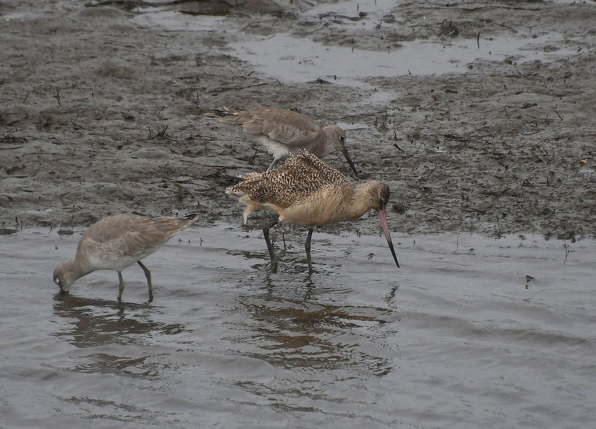 Marbled Godwit - ML615025178