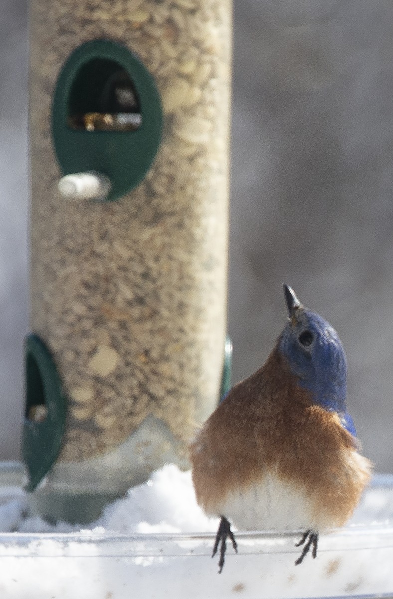 Eastern Bluebird - ML615025198