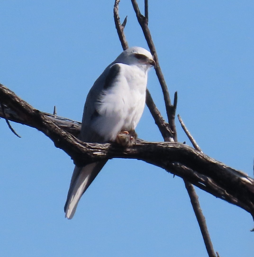 White-tailed Kite - Robin Gurule