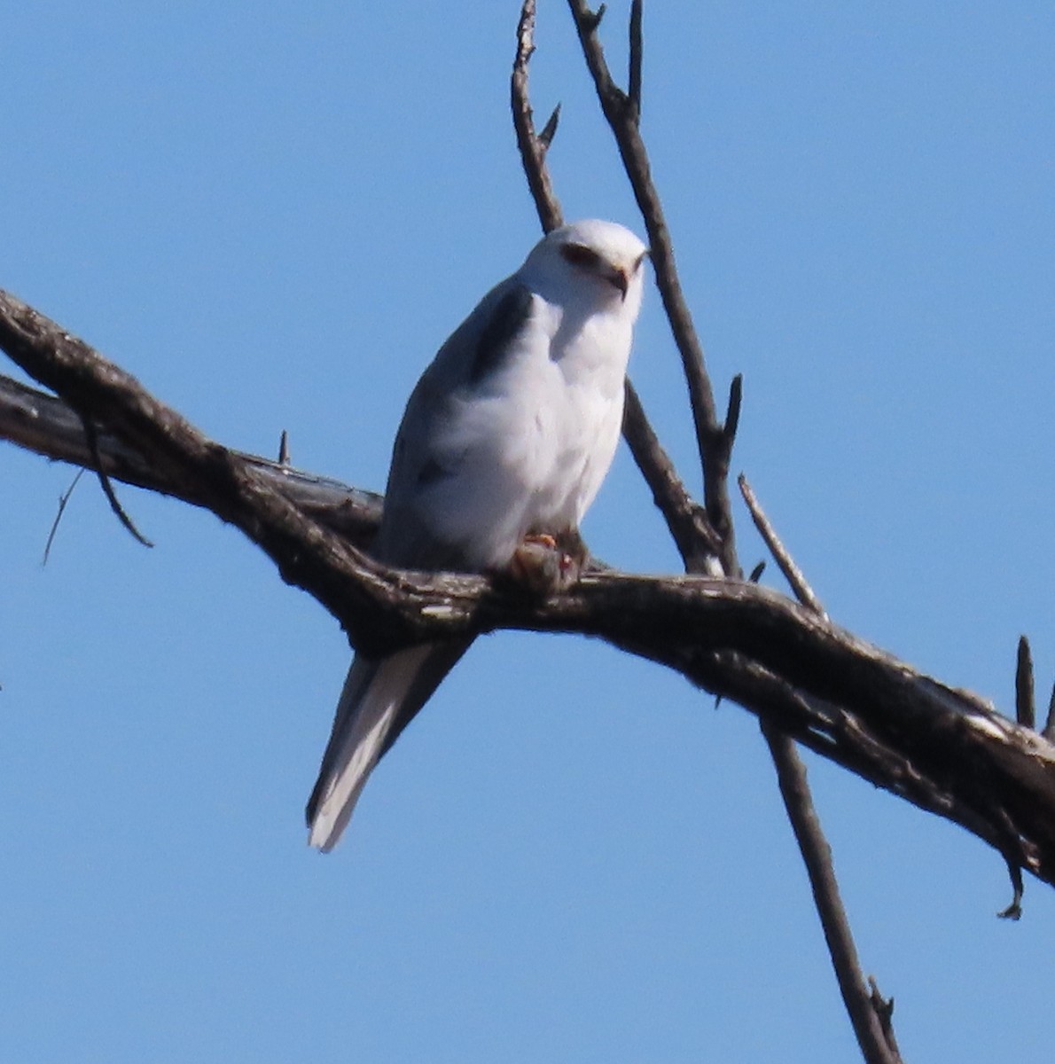 White-tailed Kite - ML615025219