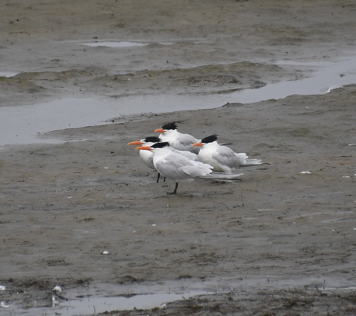 Royal Tern - Matthew Curtis