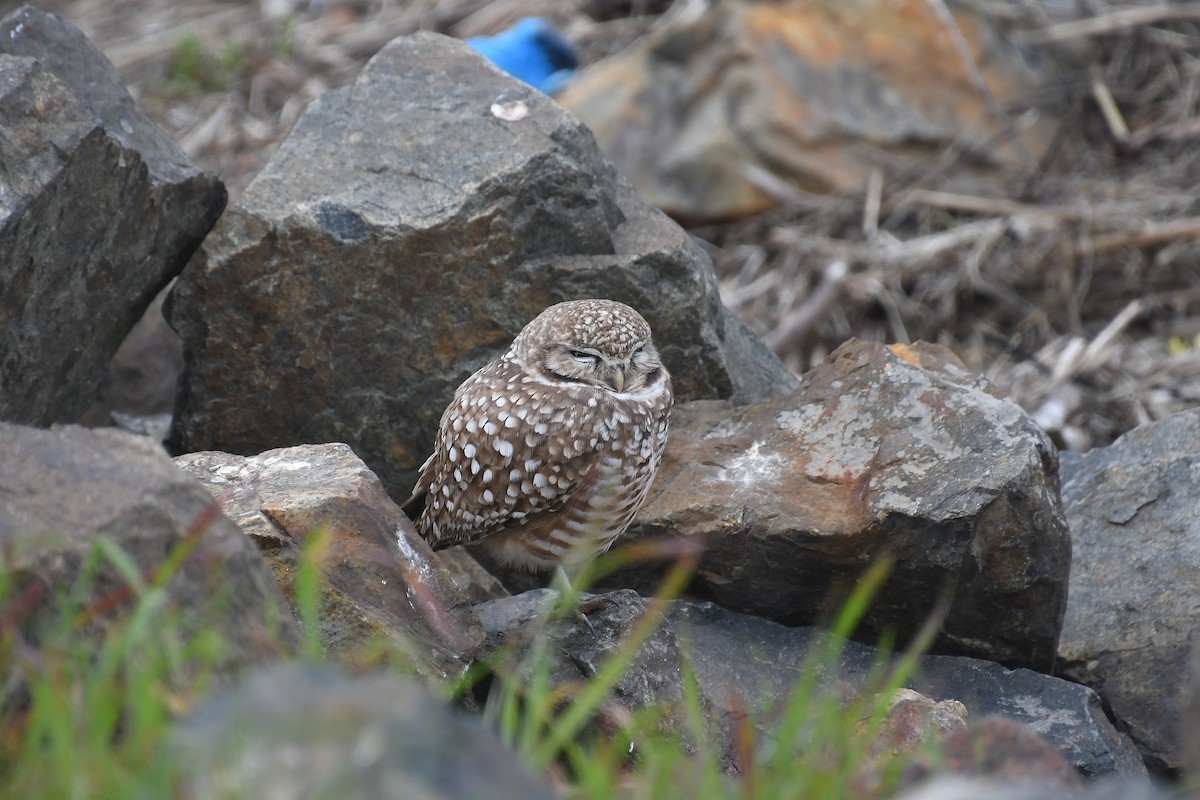 Burrowing Owl - ML615025243