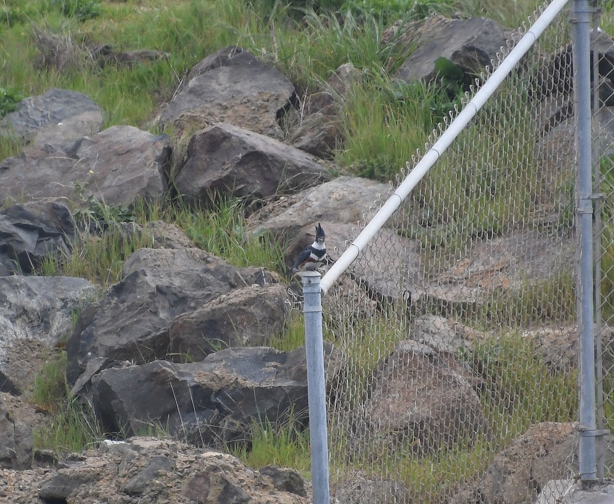 Martin-pêcheur d'Amérique - ML615025248