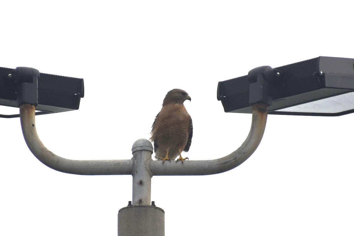 Red-shouldered Hawk - ML615025309