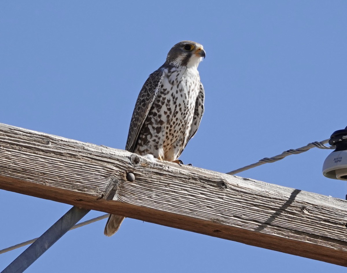 Prairie Falcon - ML615025378